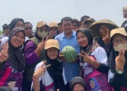 Calon Bupati Tangerang Maesyal Rasyid Panen Semangka Bersama Kawan Muda 17 dan Bincang Santai Bersama Petani Palawija