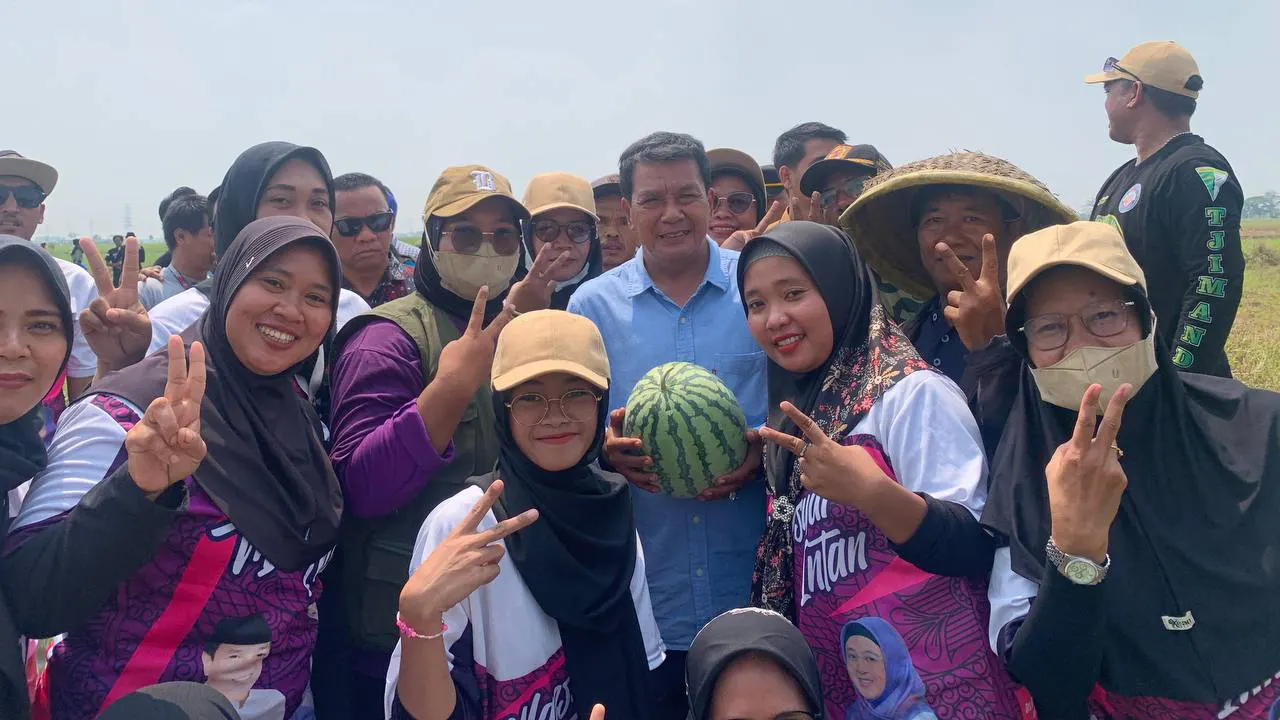 Panen Semangka