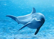 Berbeda dari Banyak Hewan Lainnya, Ikan Ini Tidur Sambil Berenang di Laut