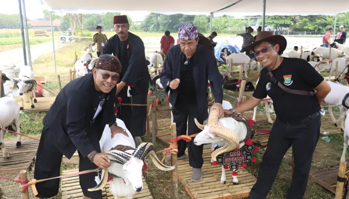 Sambut Hari Jadi ke-392 Kabupaten Tangerang, Komunitas Peternak Adu Kontes Domba Garut dan Ayam Kate di Tangerang Agro Festival
