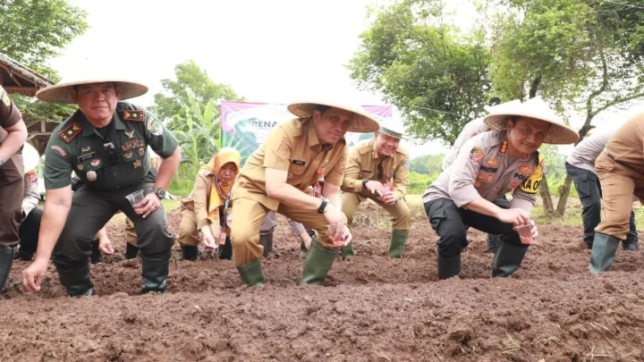 Desa Sondong Jadi Pusat Penanaman Jagung Serentak untuk Dukung Ketahanan Pangan Nasional