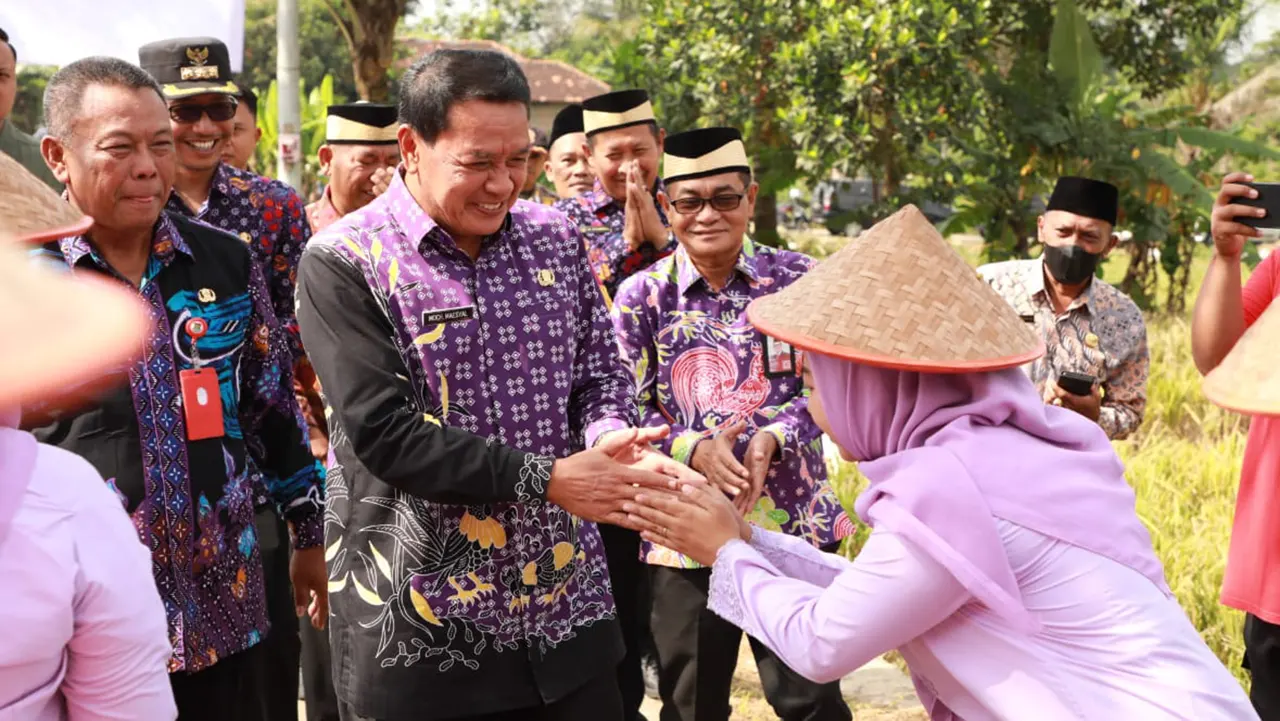 Jagung Pulut