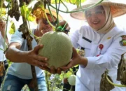 Wabup Intan Panen Melon di Desa Kaliasin, Lahan Tidur di Sukamulya Disulap Jadi Sumber Kehidupan