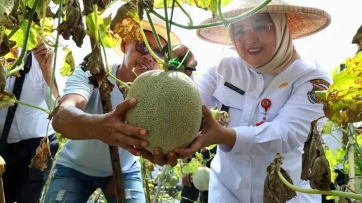 Wabup Intan Panen Melon di Desa Kaliasin, Lahan Tidur di Sukamulya Disulap Jadi Sumber Kehidupan
