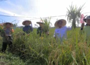 Panen Raya Padi Serentak di 14 Provinsi, Pemkot Tangerang Targetkan Swasembada Pangan Meski Lahan Terbatas