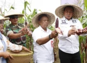 Petani Tangerang Sukses Panen Jagung Pulut di Desa Kaliasin-Sukamulya, Bupati Maesyal: Komoditas Baru dengan Peluang Pasar