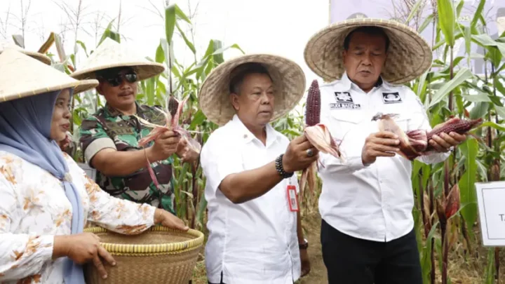 Petani Tangerang Sukses Panen Jagung Pulut di Desa Kaliasin-Sukamulya, Bupati Maesyal: Komoditas Baru dengan Peluang Pasar