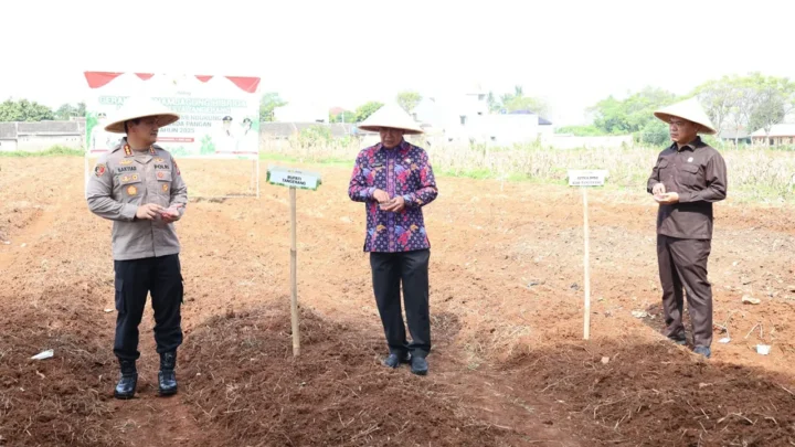 Bupati Tangerang dan Forkopimda Tanam Jagung Hibrida di Kampung Batu Tunggul, Panen Raya Serentak Kuartal II Nasional