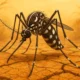 Aedes aegypti