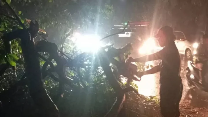 Sigap! Pemkot Tangerang Tertibkan Pohon Tumbang di Dua Lokasi Sekaligus