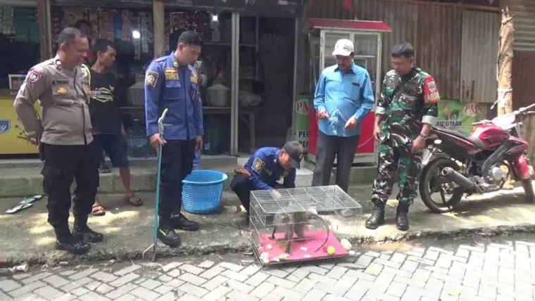 Resahkan Warga Panunggangan Barat, Monyet Liar Dievakuasi Damkar Cibodas