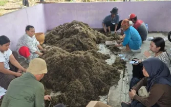 Pemkab Tangerang Gandeng BRIN, Uji Pupuk Organik untuk Tingkatkan Produktivitas Padi